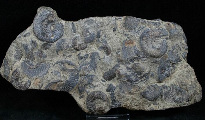 Plate of Pyritized Ammonites - Oujda, Morocco #13725
